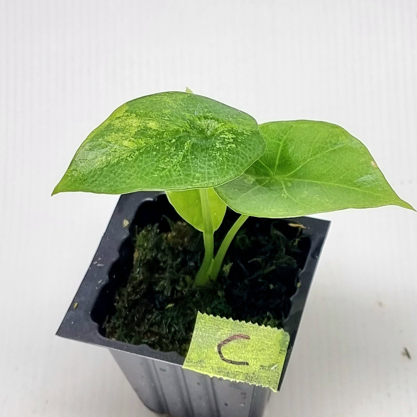 Alocasia sinuata Variegated