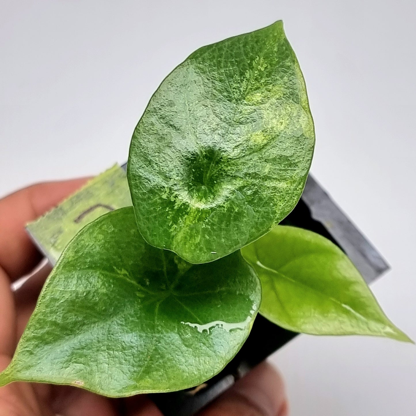 Alocasia sinuata Variegated