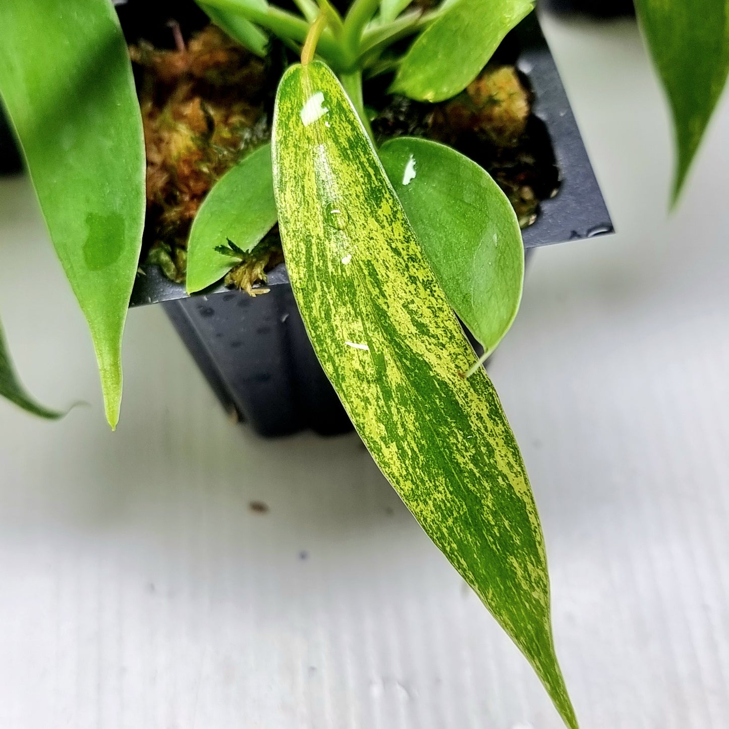 Philodendron joepii Mint Variegated