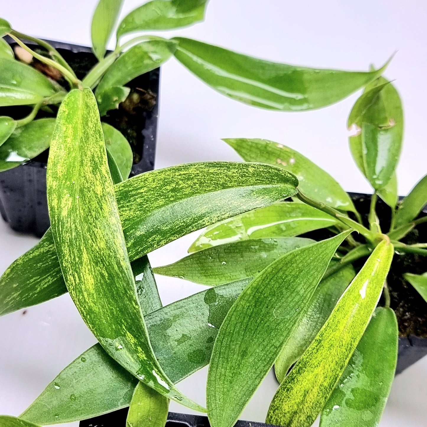 Philodendron joepii Mint Variegated