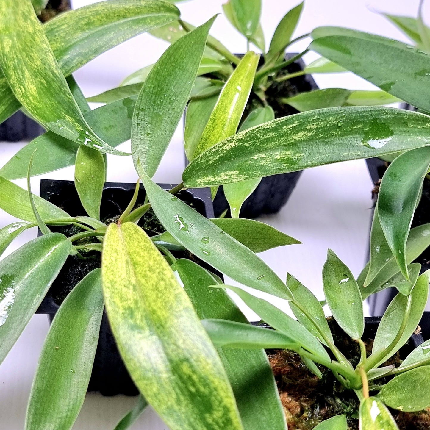 Philodendron joepii Mint Variegated