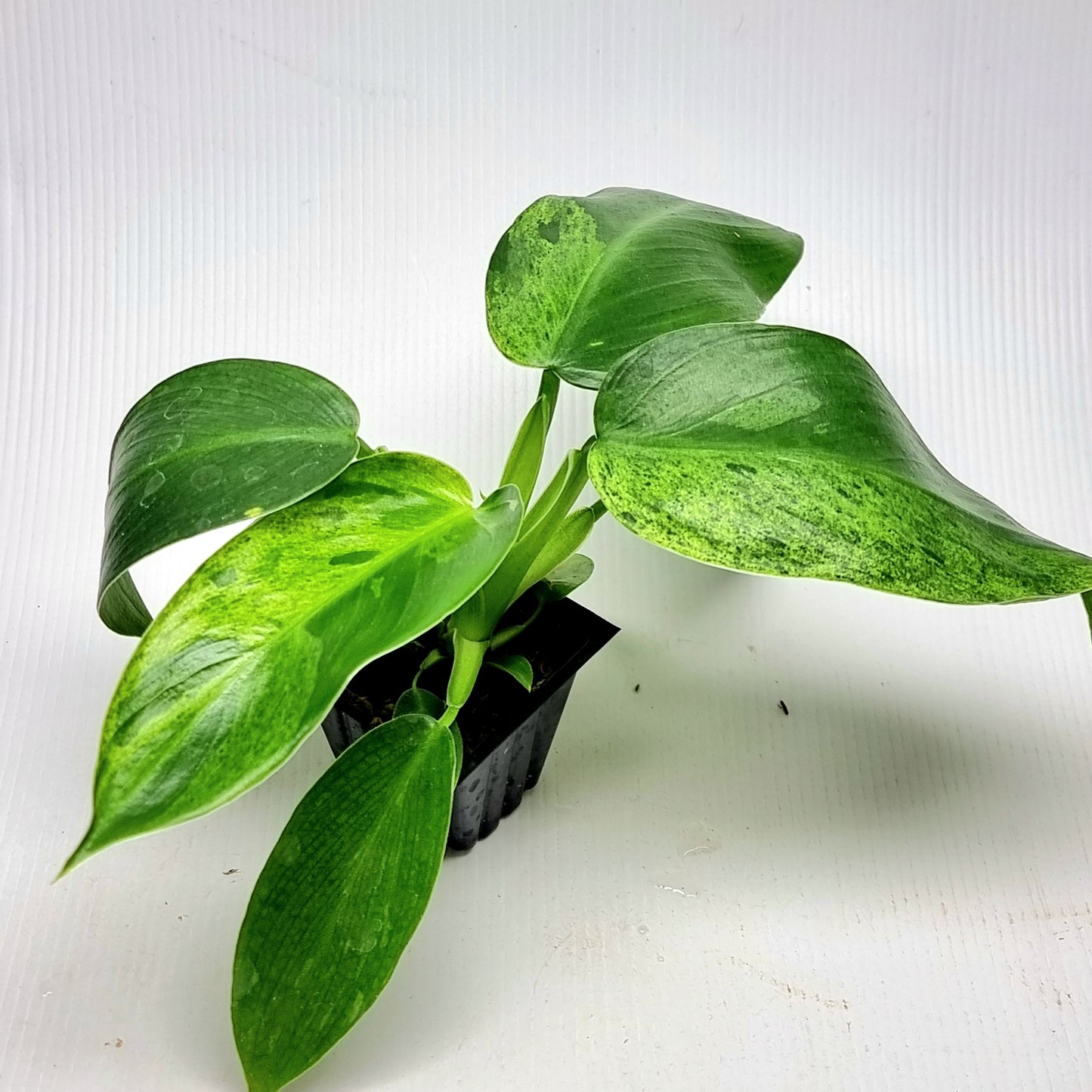 Philodendron Jose Buono