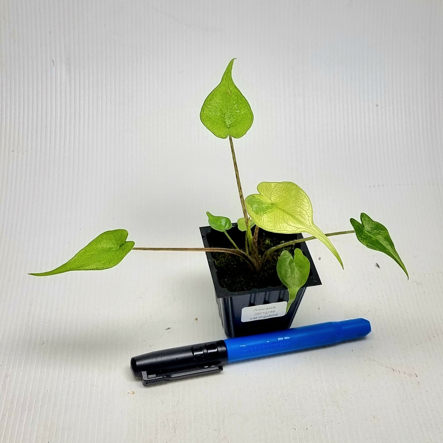 Alocasia Stingray Variegated