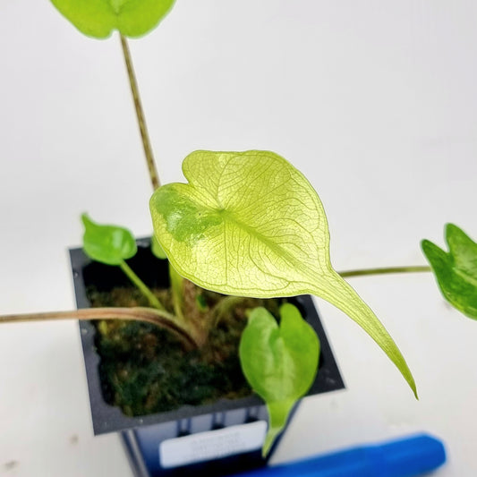 Alocasia Stingray Variegated