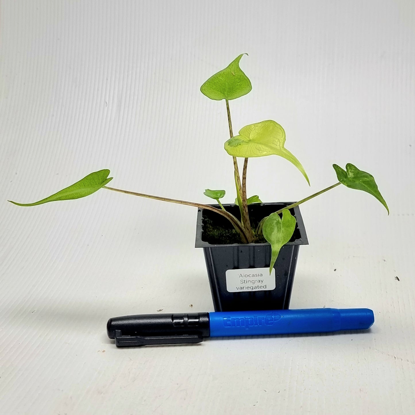 Alocasia Stingray Variegated