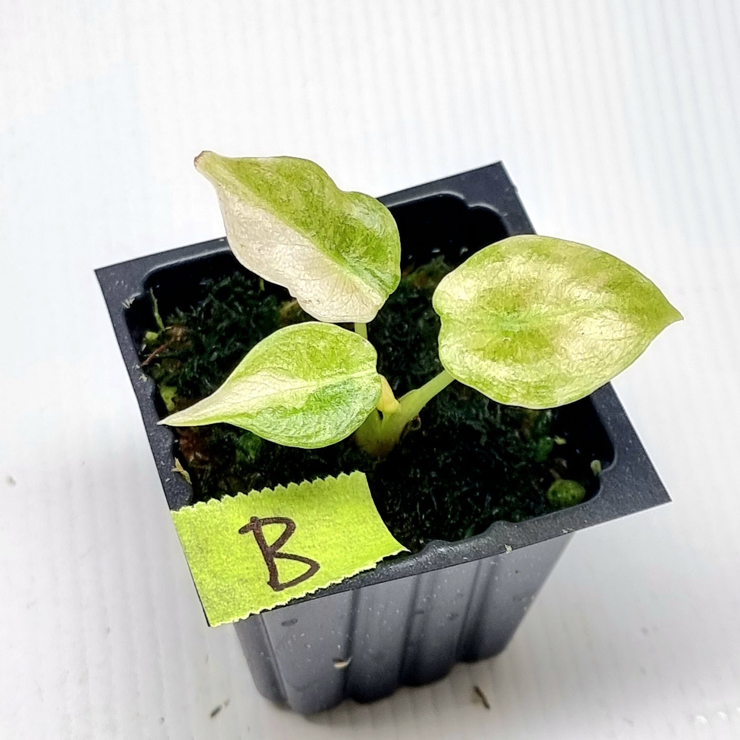 Alocasia cuprea Variegated