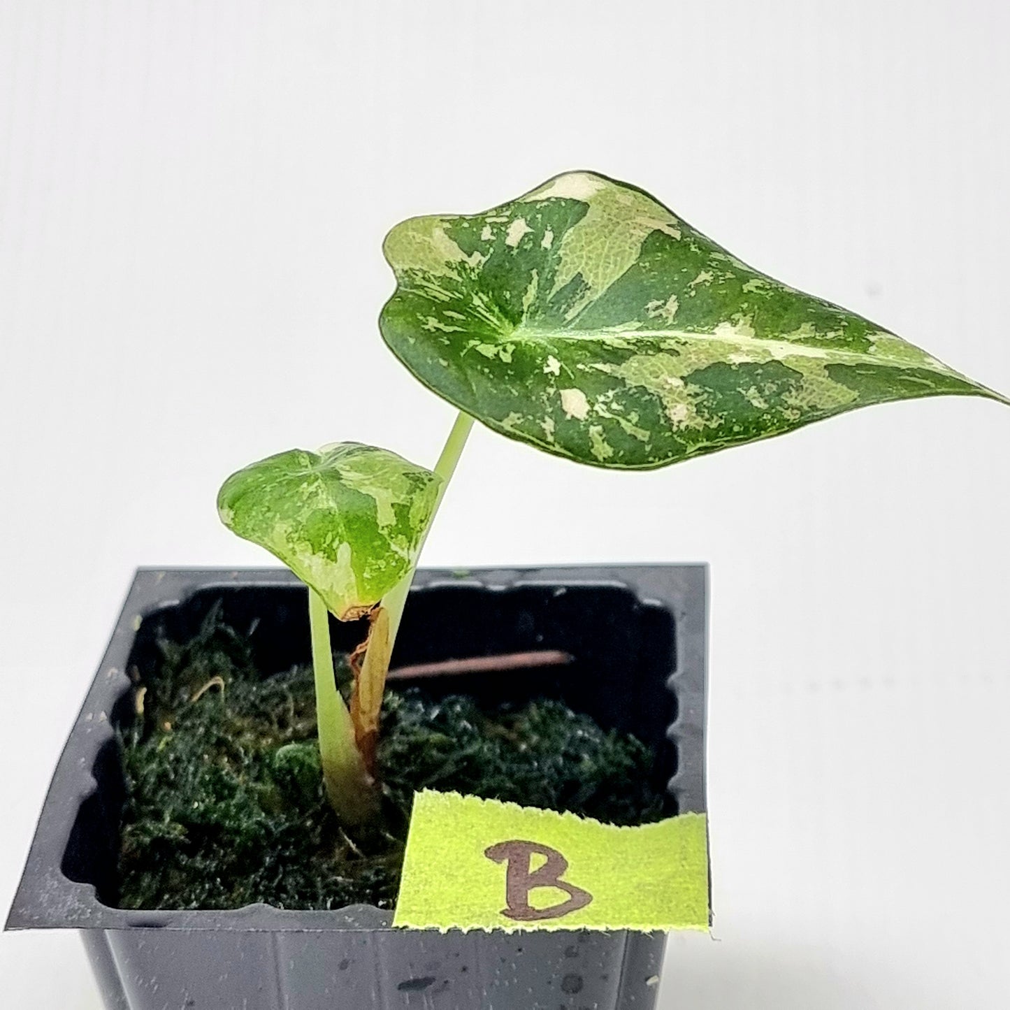 Alocasia black velvet Pink Variegated