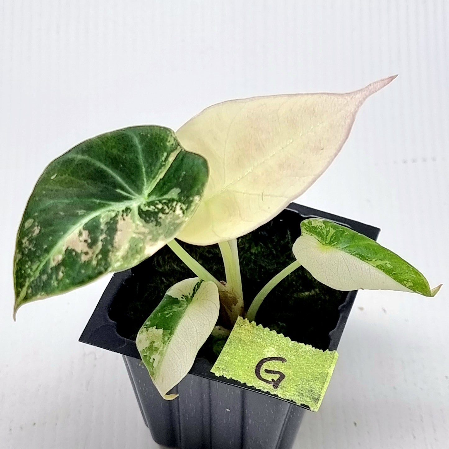 Alocasia black velvet Pink Variegated