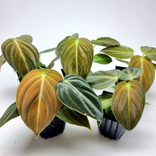 Philodendron melanochrysum