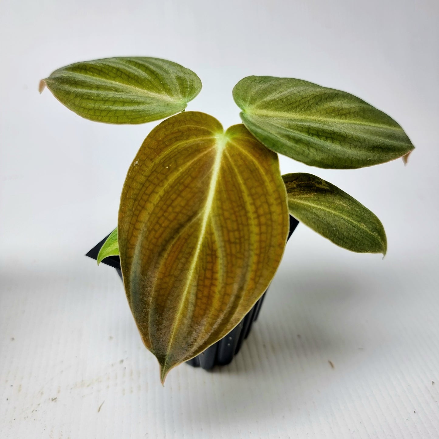 Philodendron melanochrysum