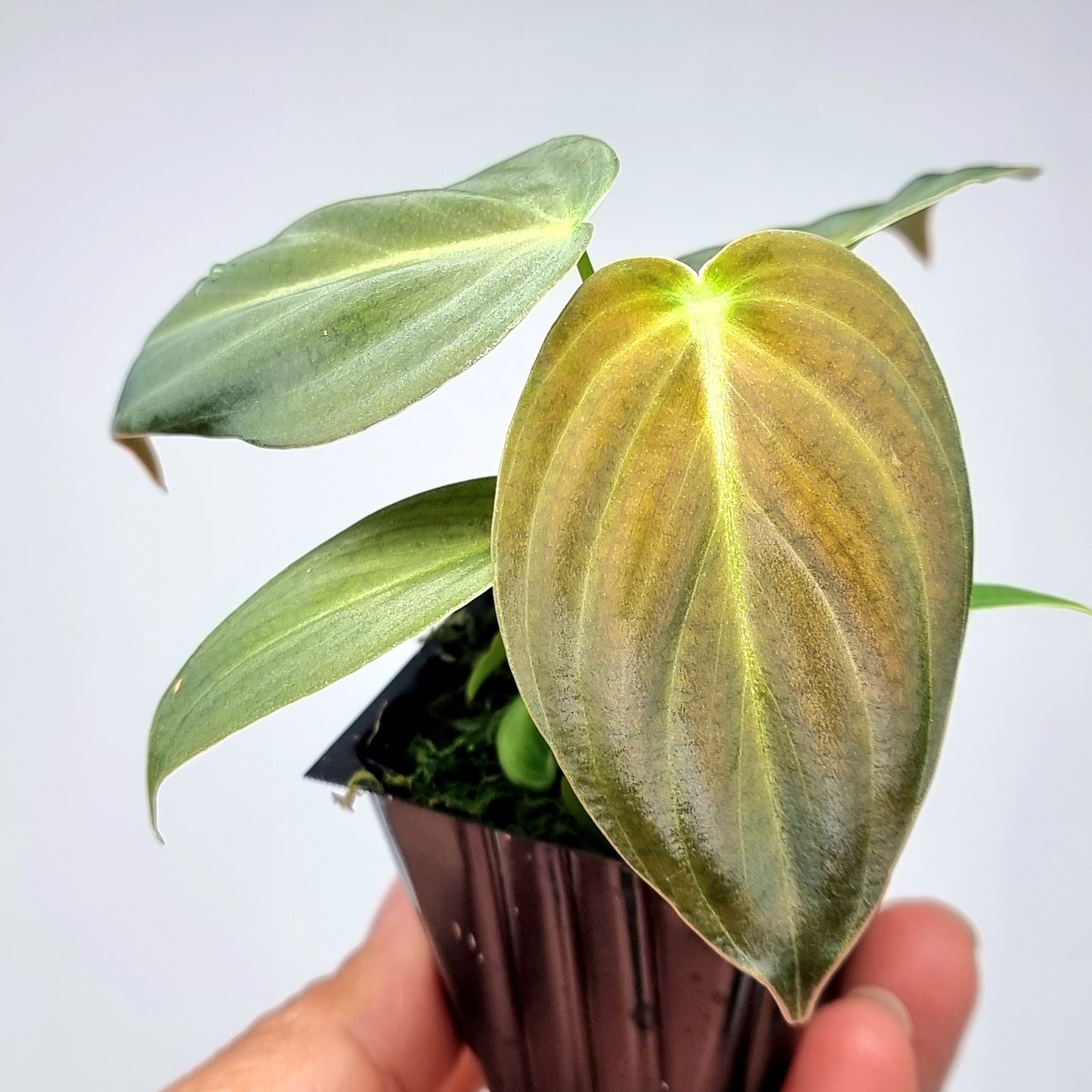 Philodendron melanochrysum