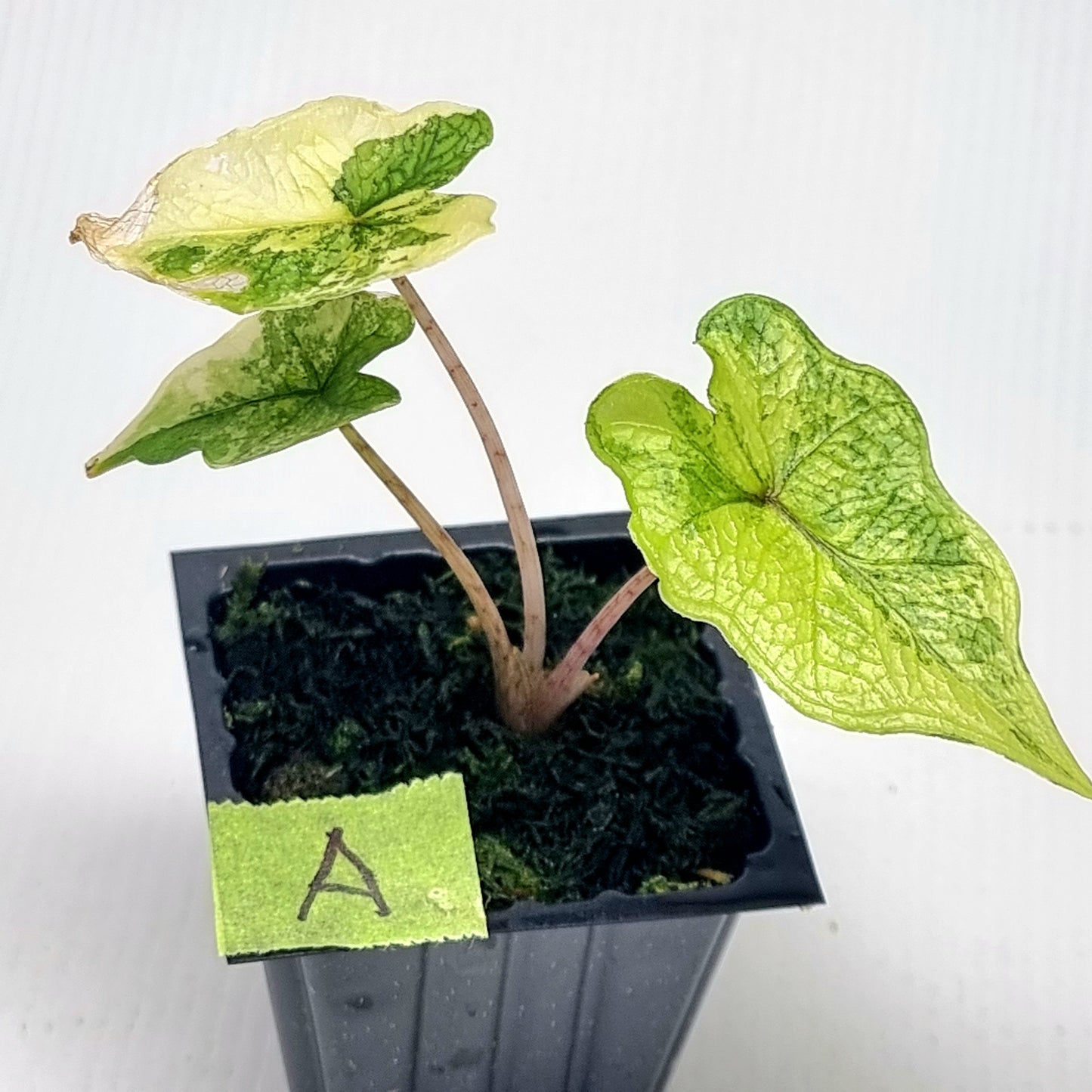 Alocasia Jacklyn Variegated