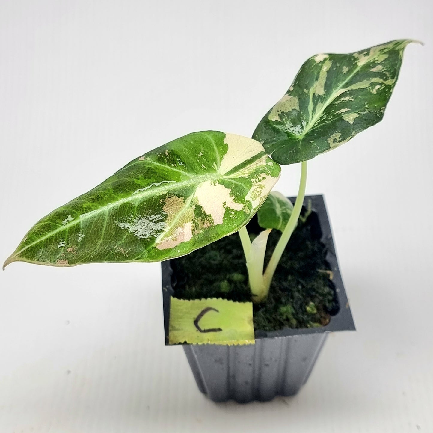 Alocasia black velvet Pink Variegated