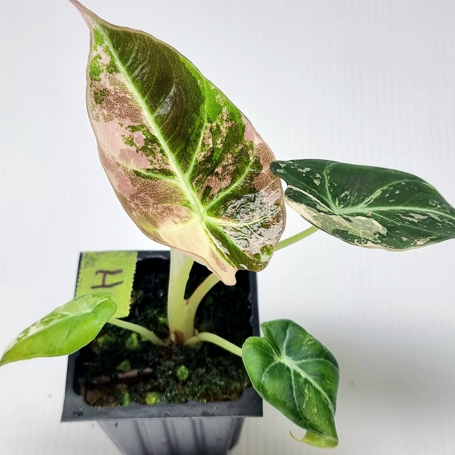 Alocasia black velvet Pink Variegated