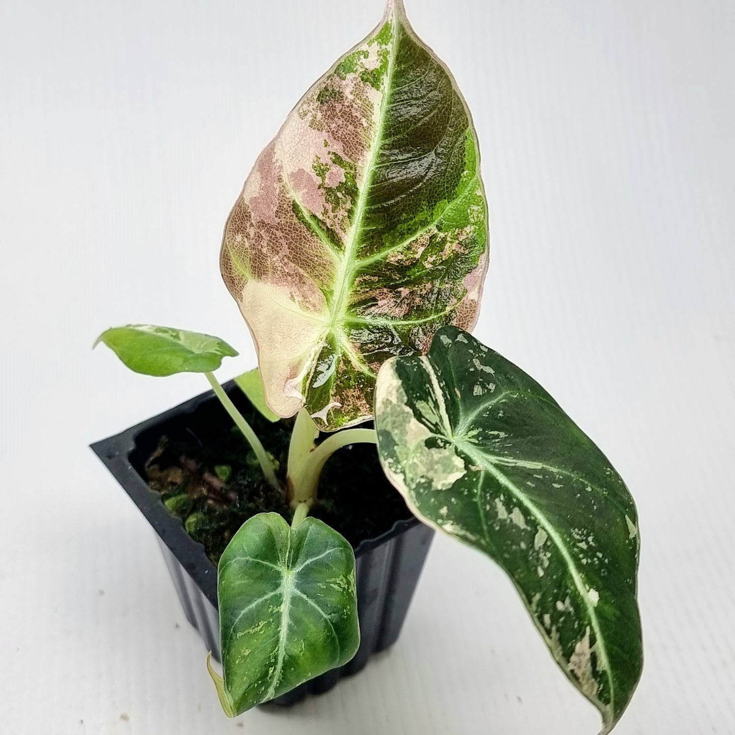 Alocasia black velvet Pink Variegated