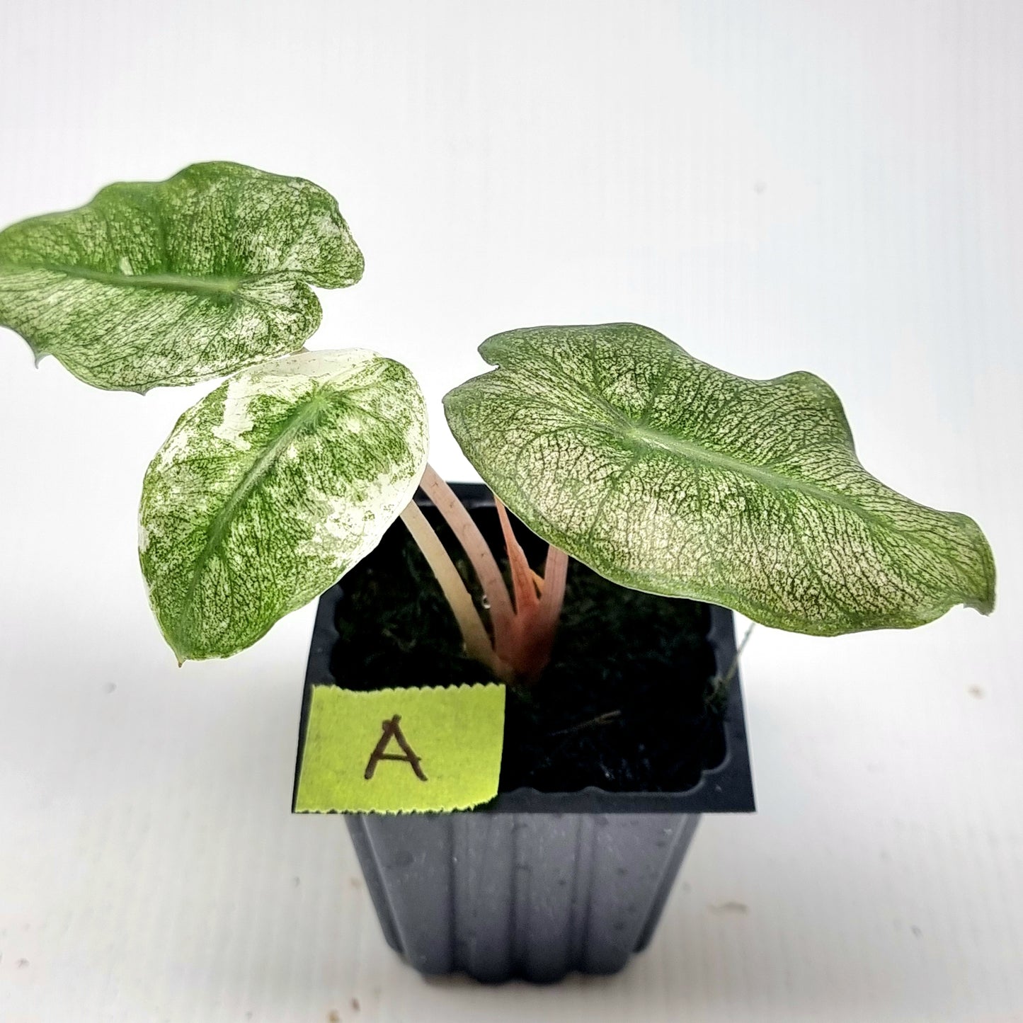 Alocasia Pink Dragon Mint Variegated