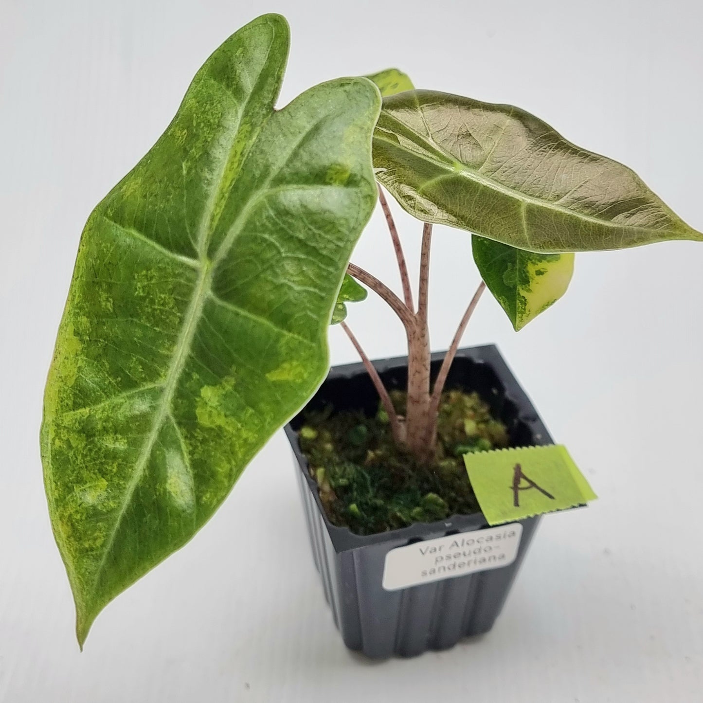 Alocasia pseudosanderiana Variegated