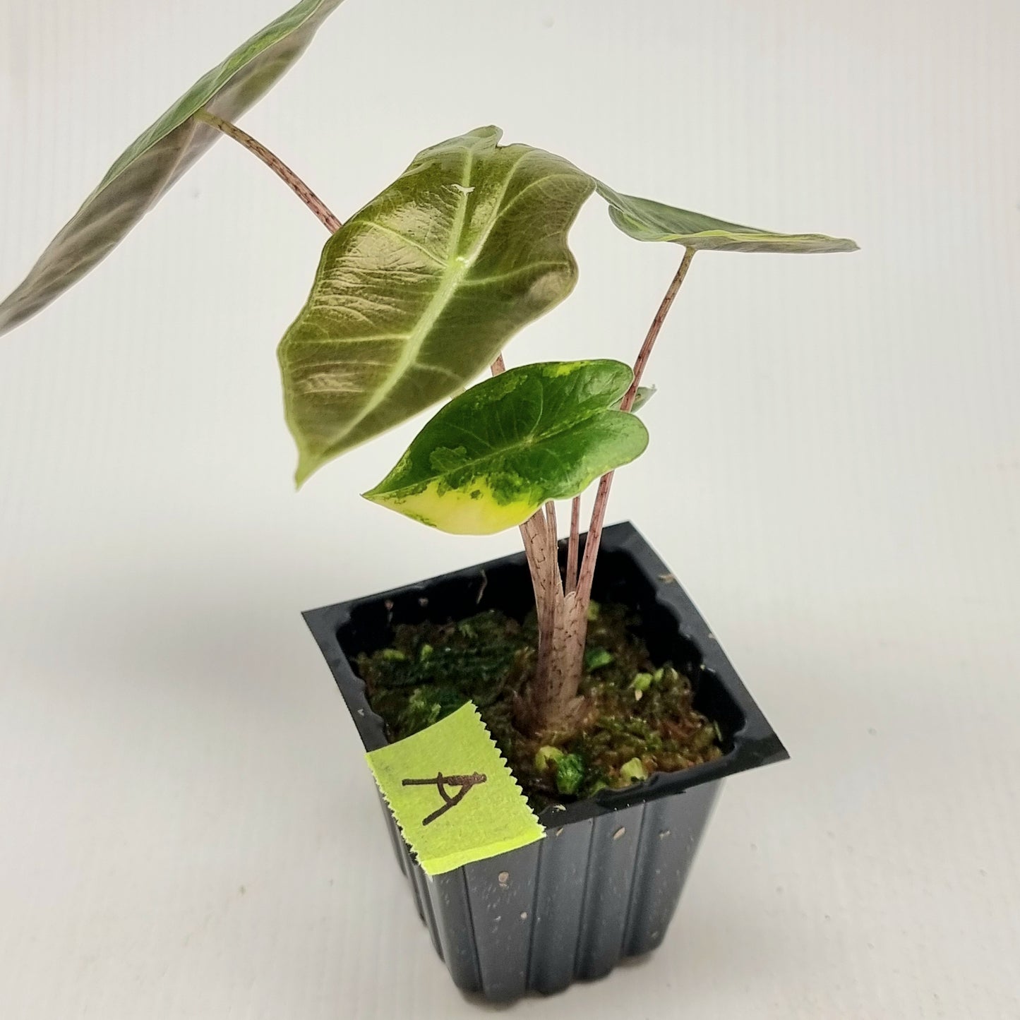 Alocasia pseudosanderiana Variegated