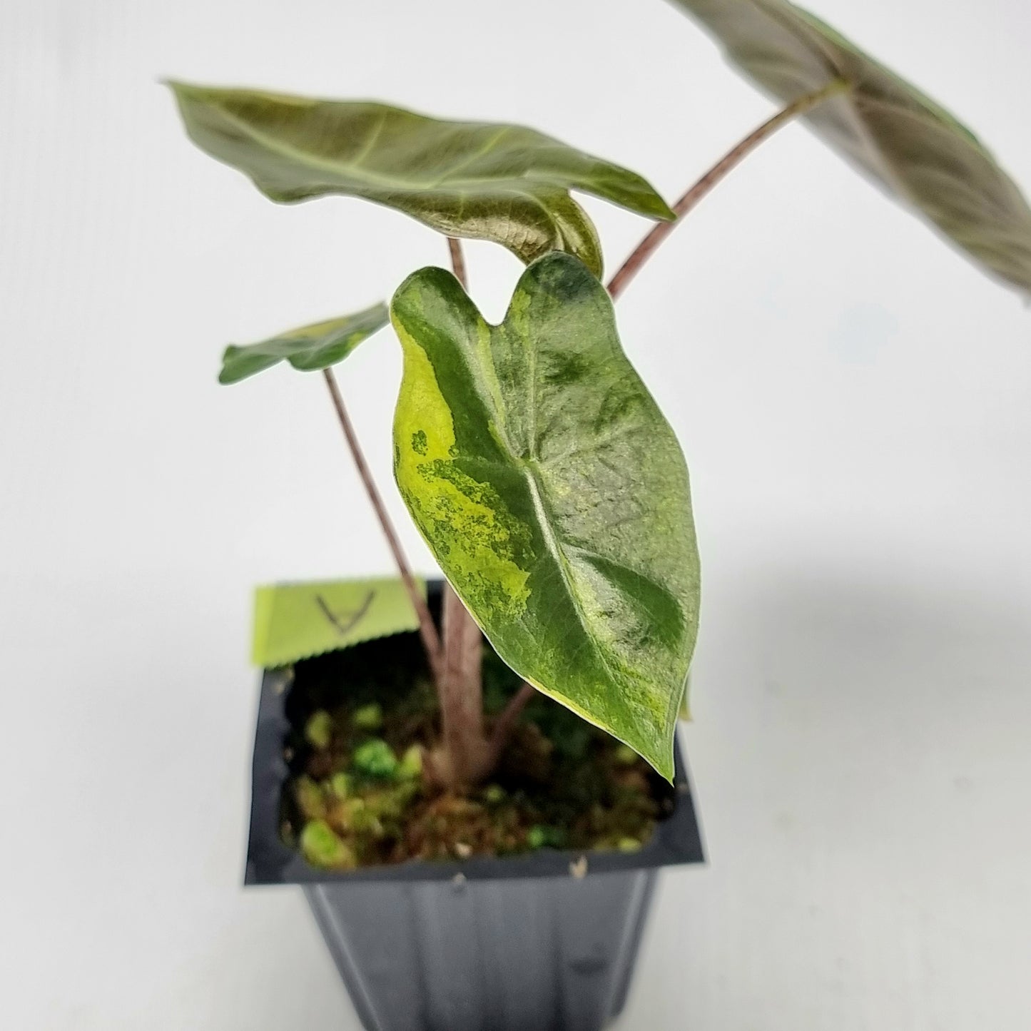 Alocasia pseudosanderiana Variegated