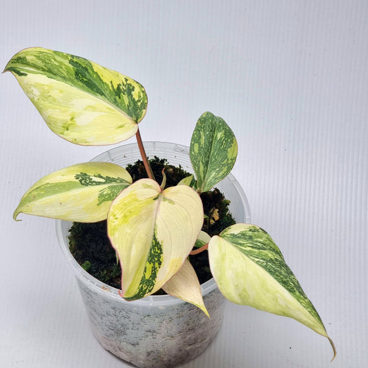 Philodendron gloriosum Variegated, 100mm pot