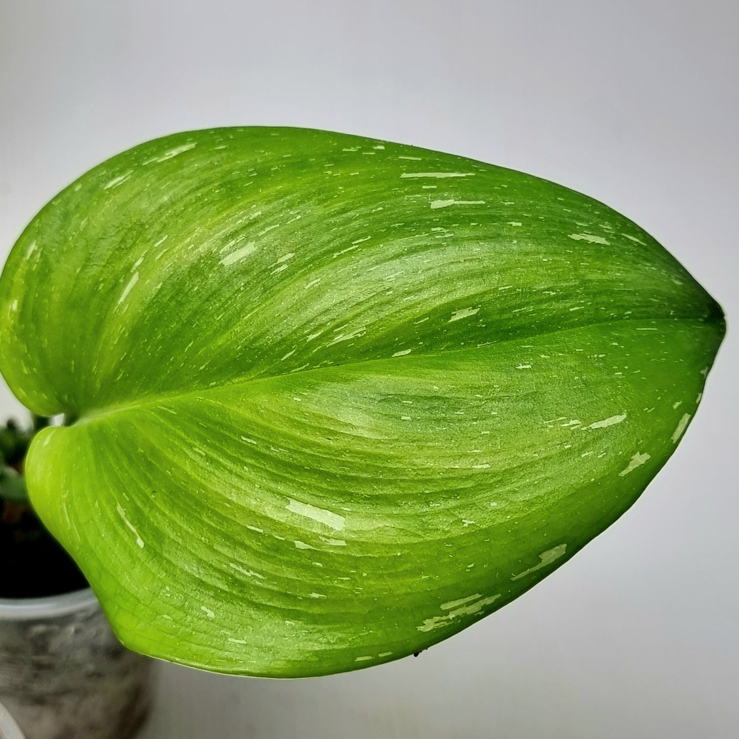 Scindapsus treubii Splash Variegated