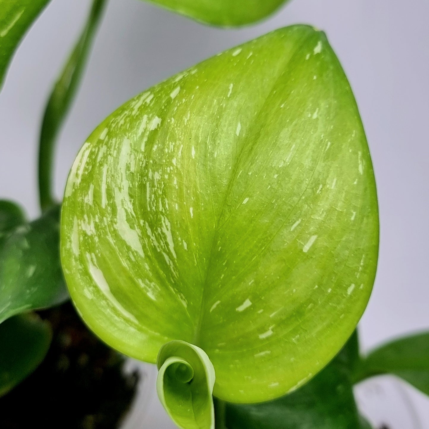 Scindapsus treubii Splash Variegated