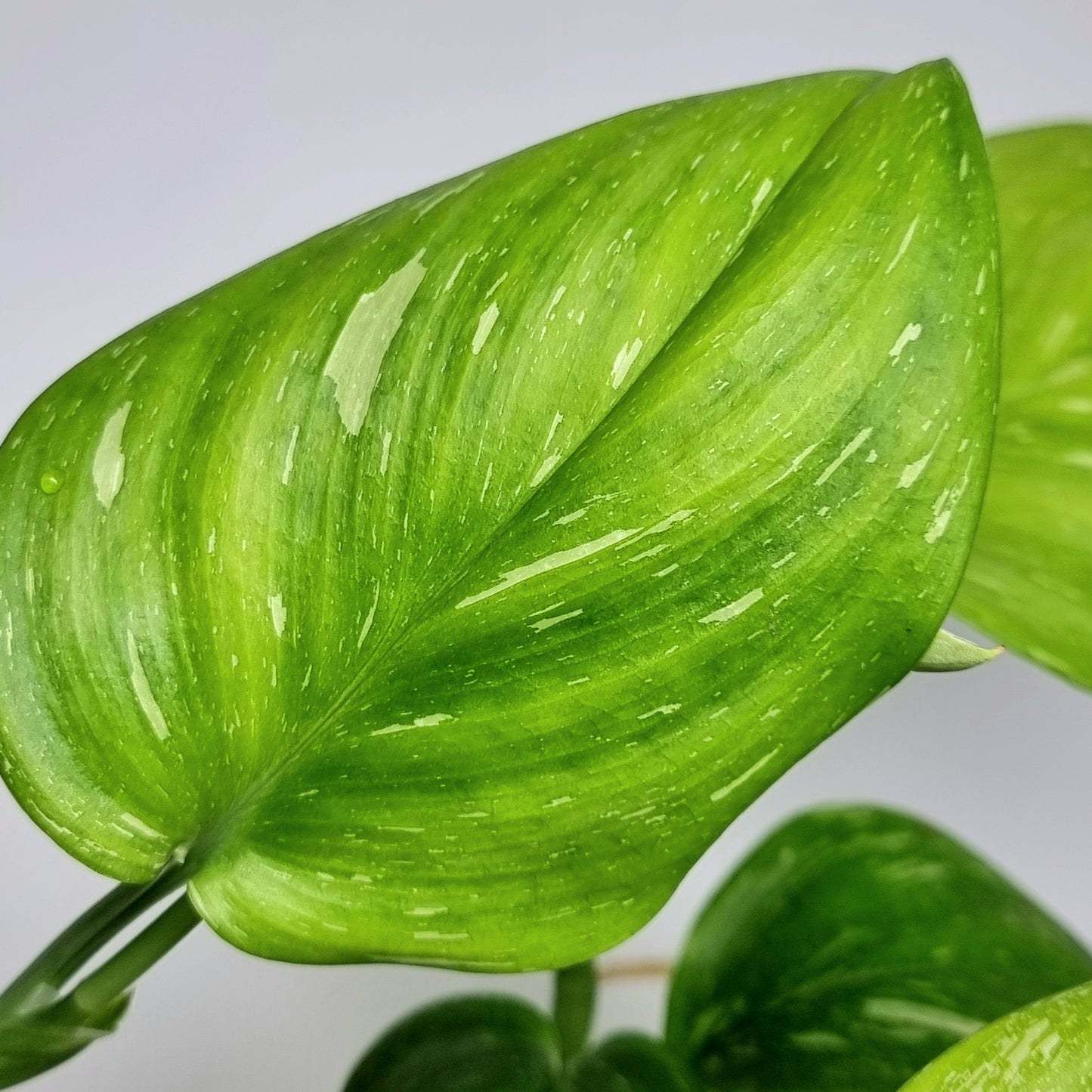 Scindapsus treubii Splash Variegated