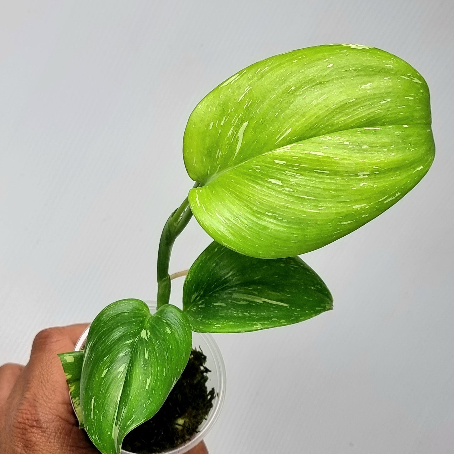 Scindapsus treubii Splash Variegated