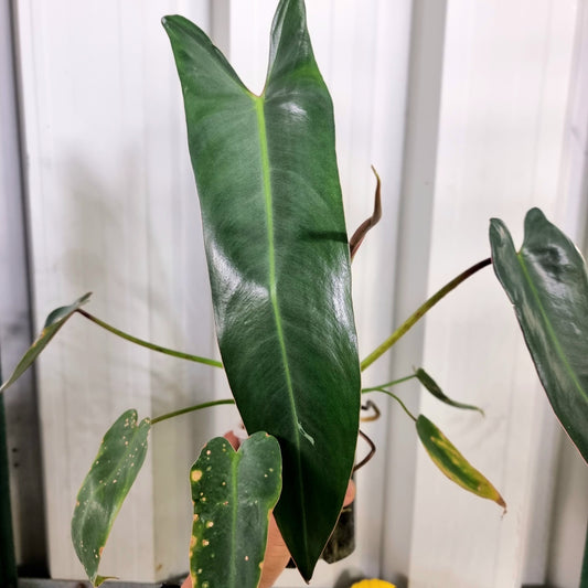 Philodendron Spiritus Sancti