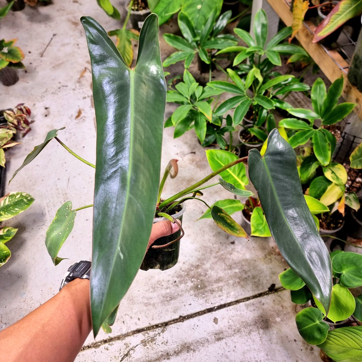 Philodendron Spiritus Sancti