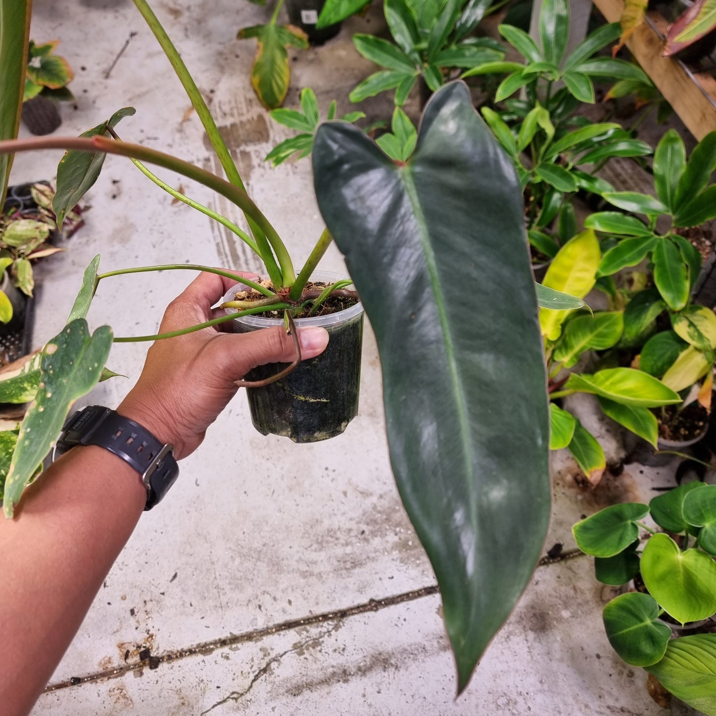 Philodendron Spiritus Sancti