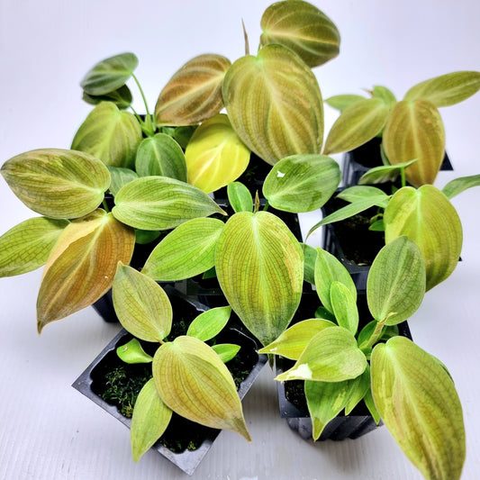 Philodendron melanochrysum variegated