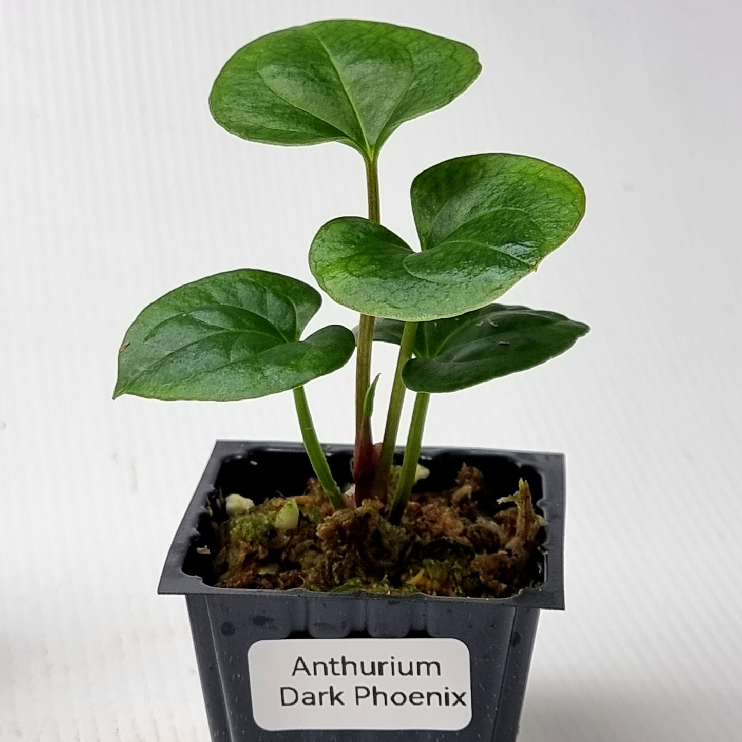 Anthurium Dark Phoenix