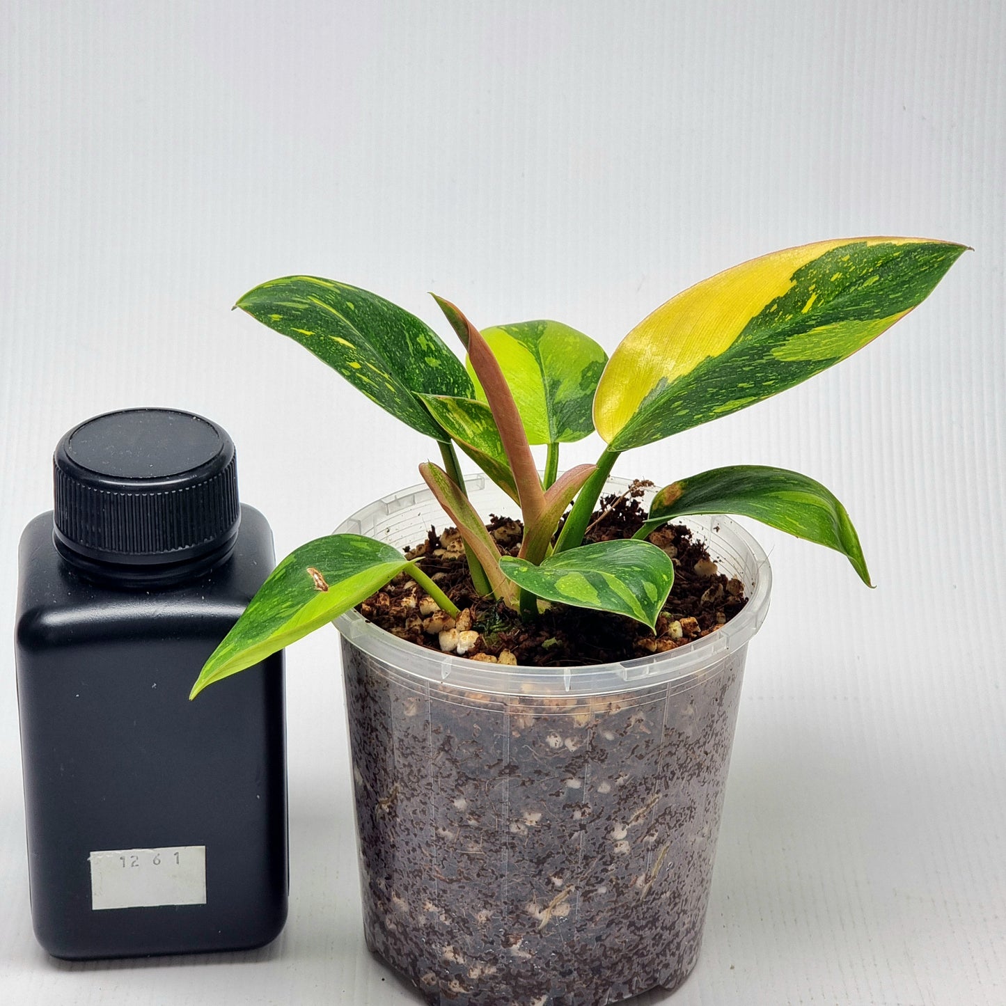 Philodendron Green Congo Nuclear - 100mm pot