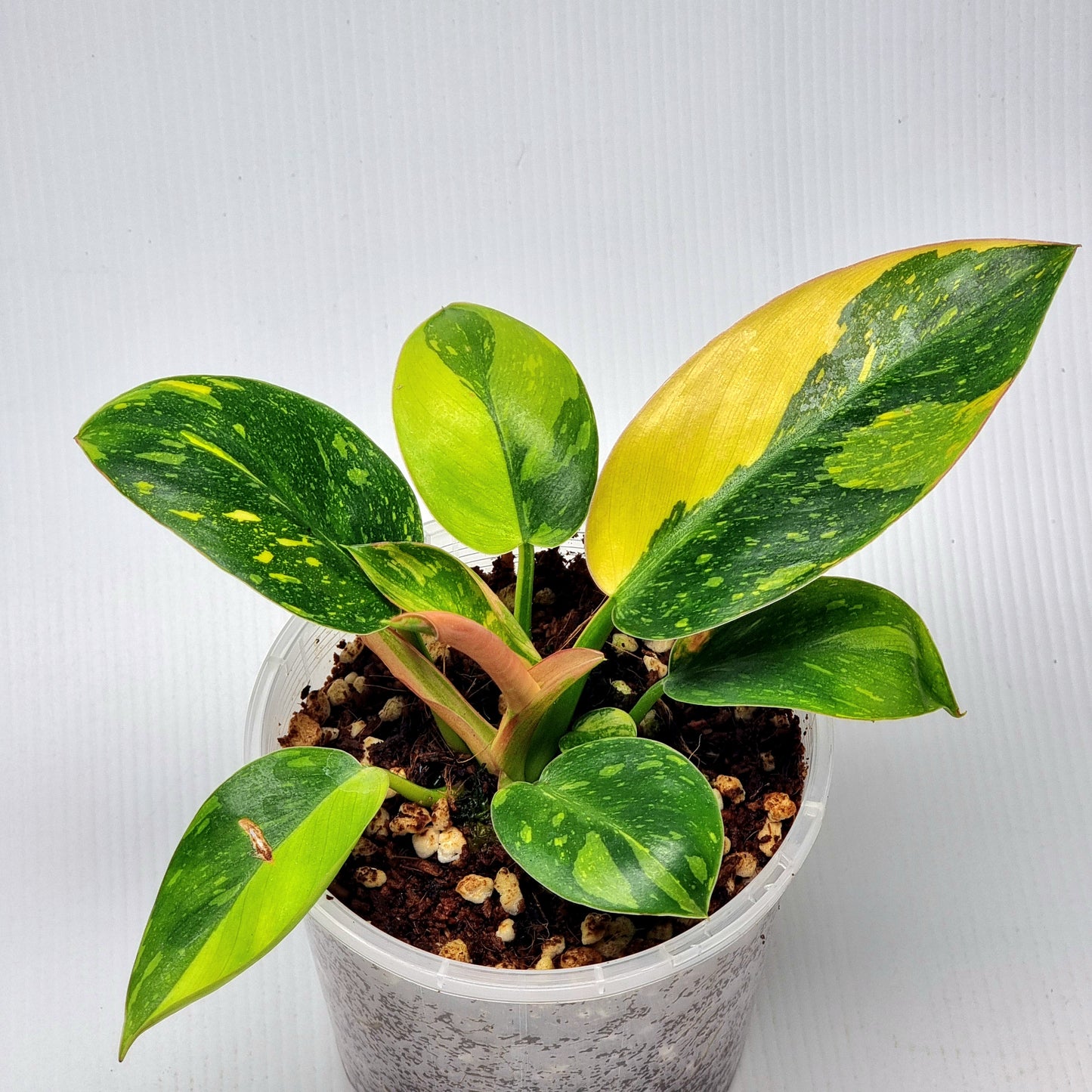 Philodendron Green Congo Nuclear - 100mm pot