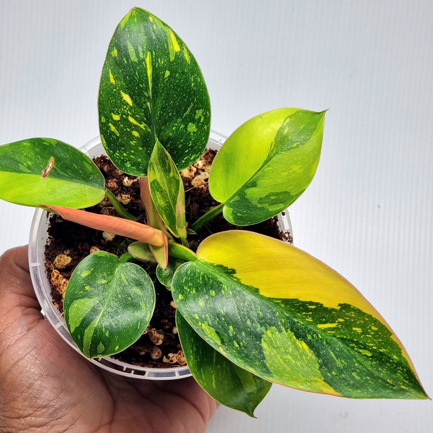 Philodendron Green Congo Nuclear - 100mm pot