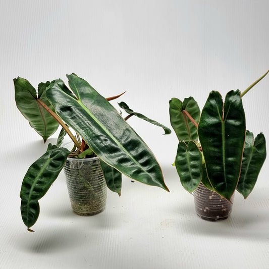 REVERTED Philodendron billietiae