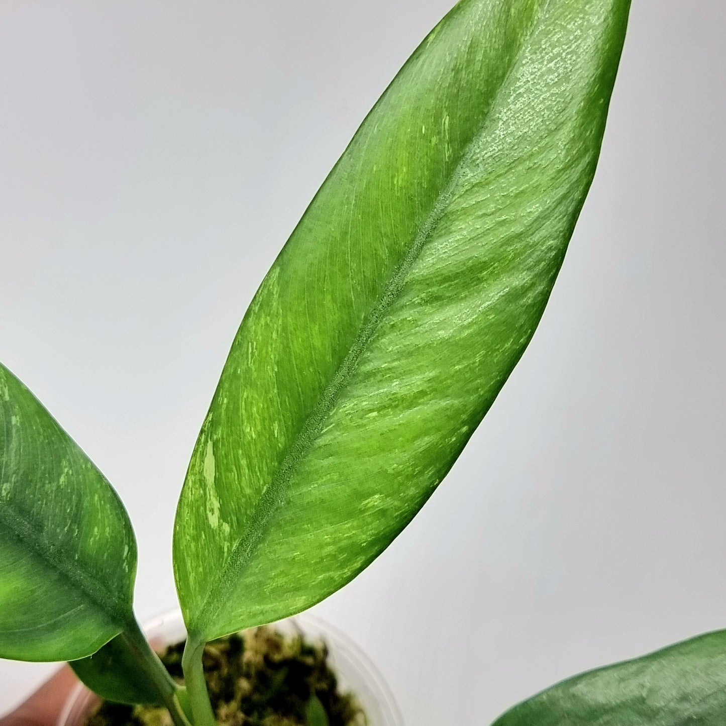 Epipremnum giganteum variegated