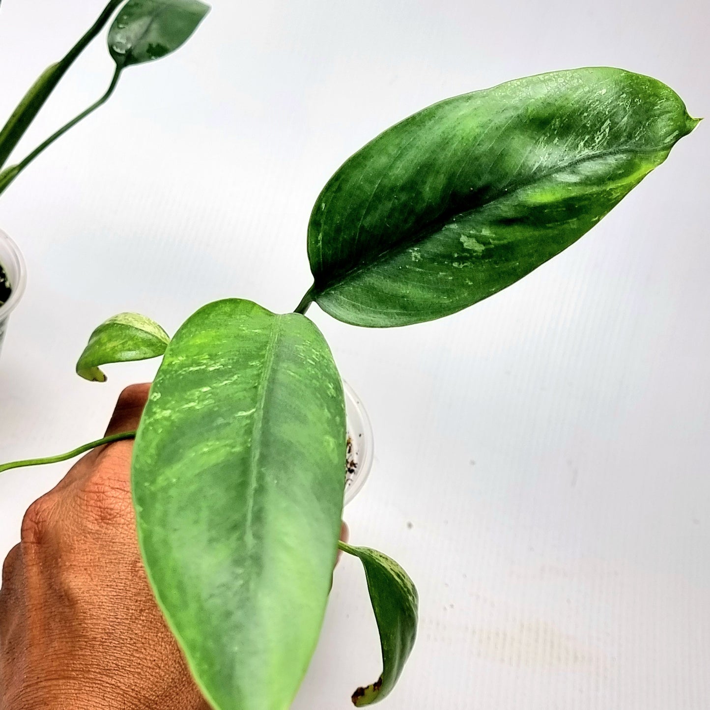 Epipremnum giganteum variegated