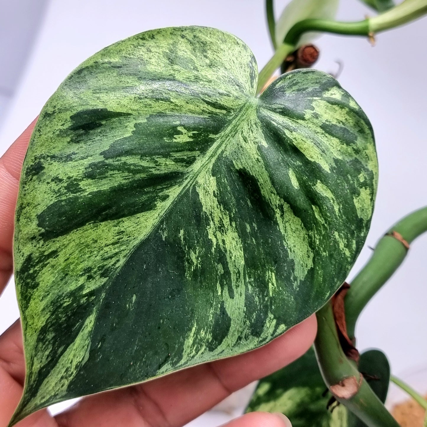 Philodendron heart leaf variegated