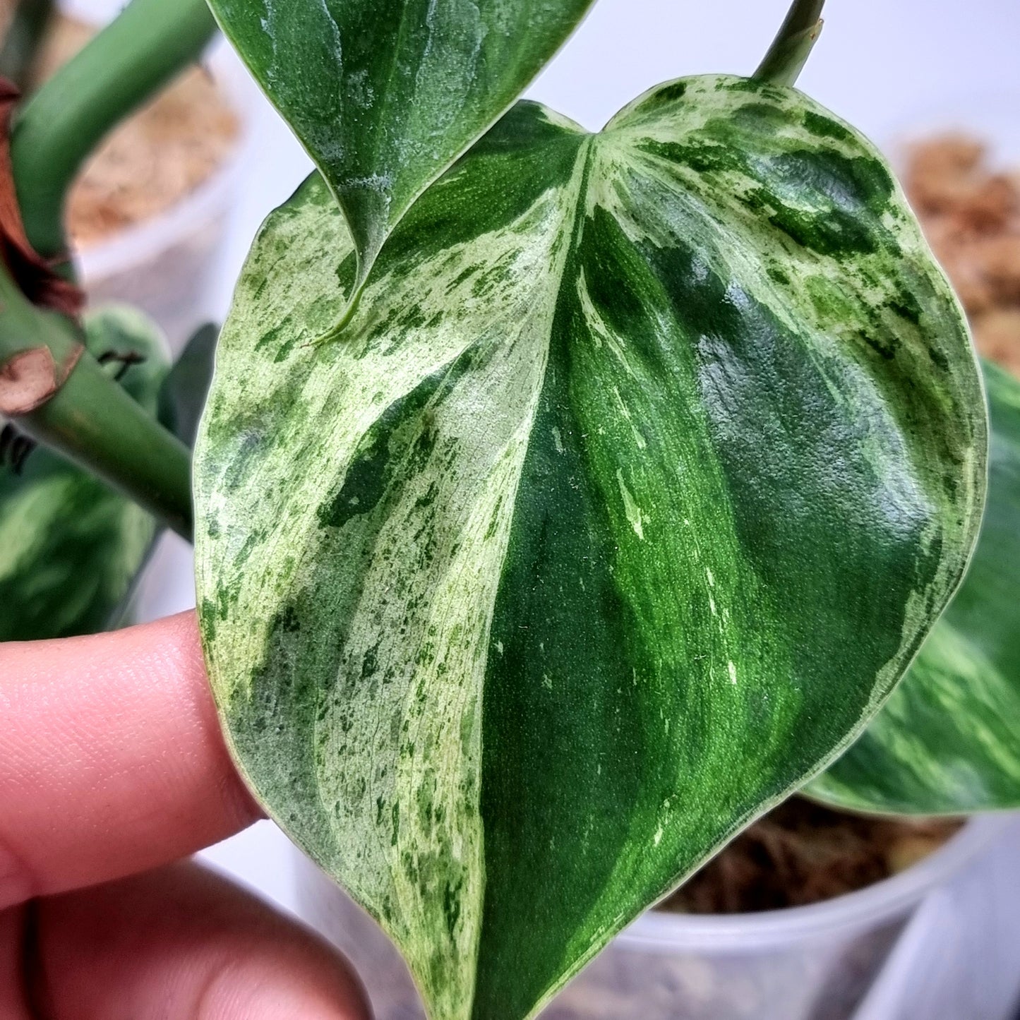 Philodendron heart leaf variegated