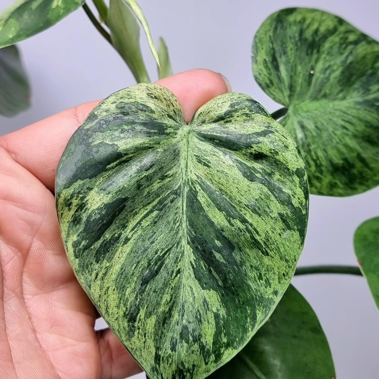 Philodendron heart leaf variegated