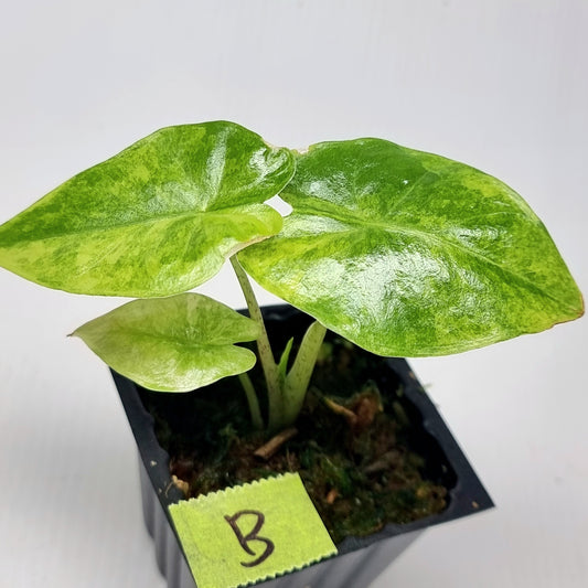 Alocasia portora Aurea variegated