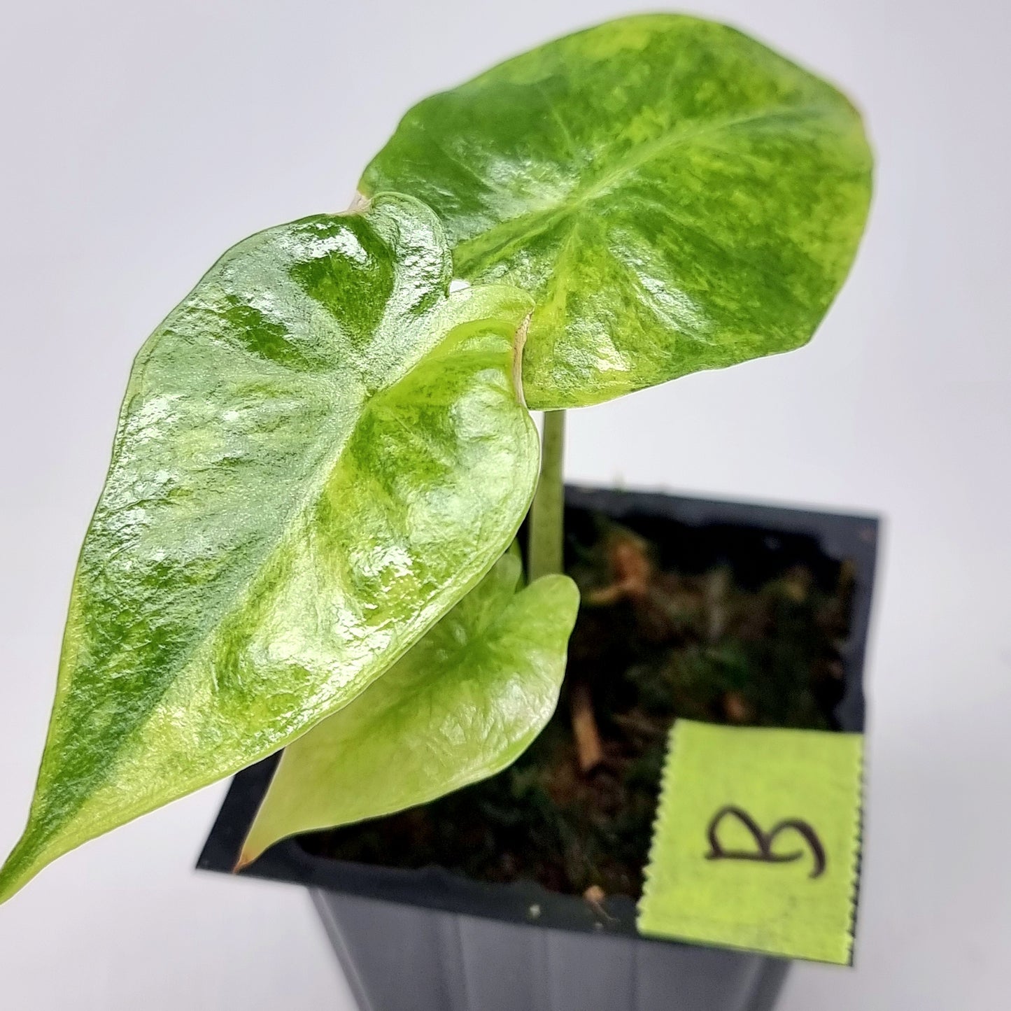 Alocasia portora Aurea variegated