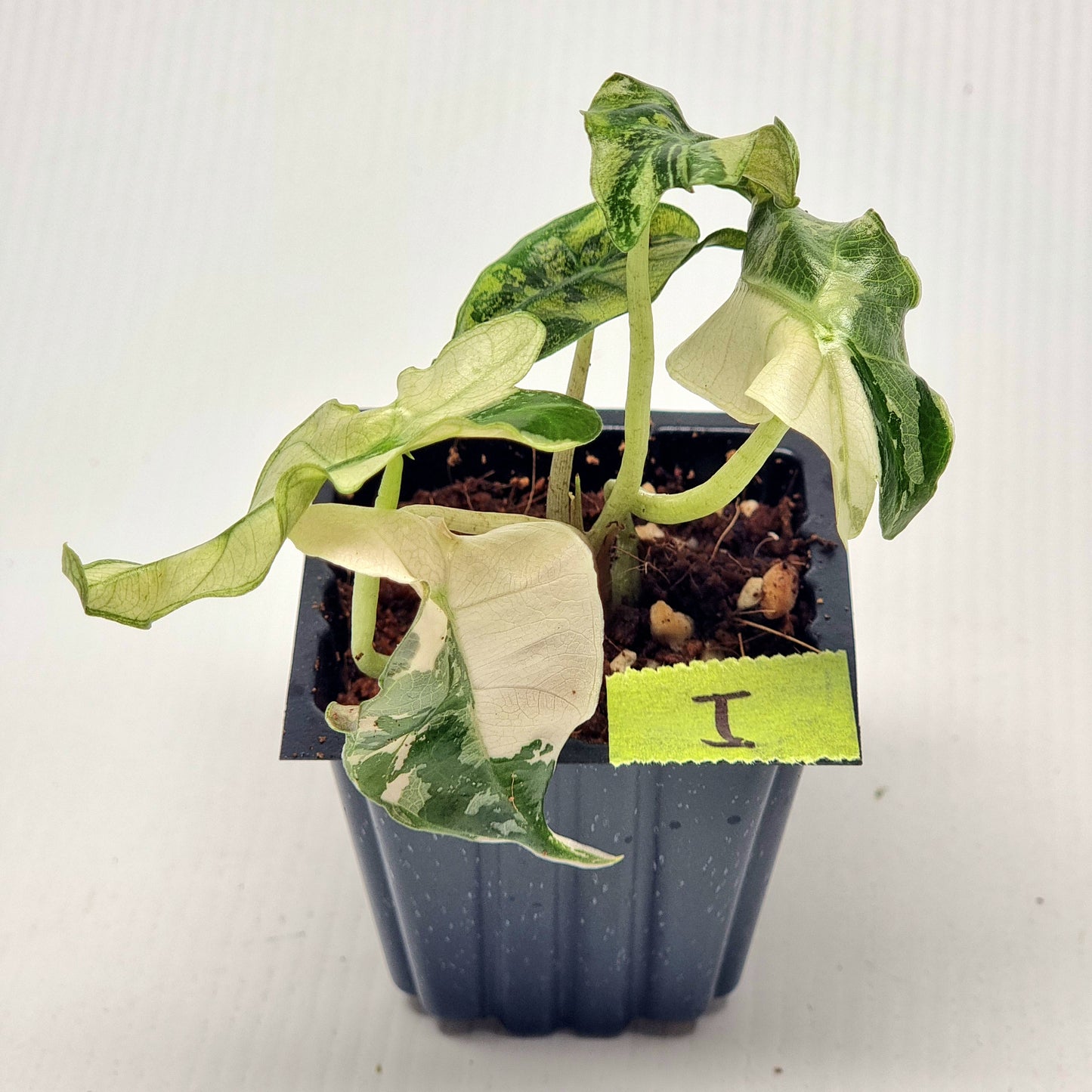 Alocasia amazonica Pink Variegated