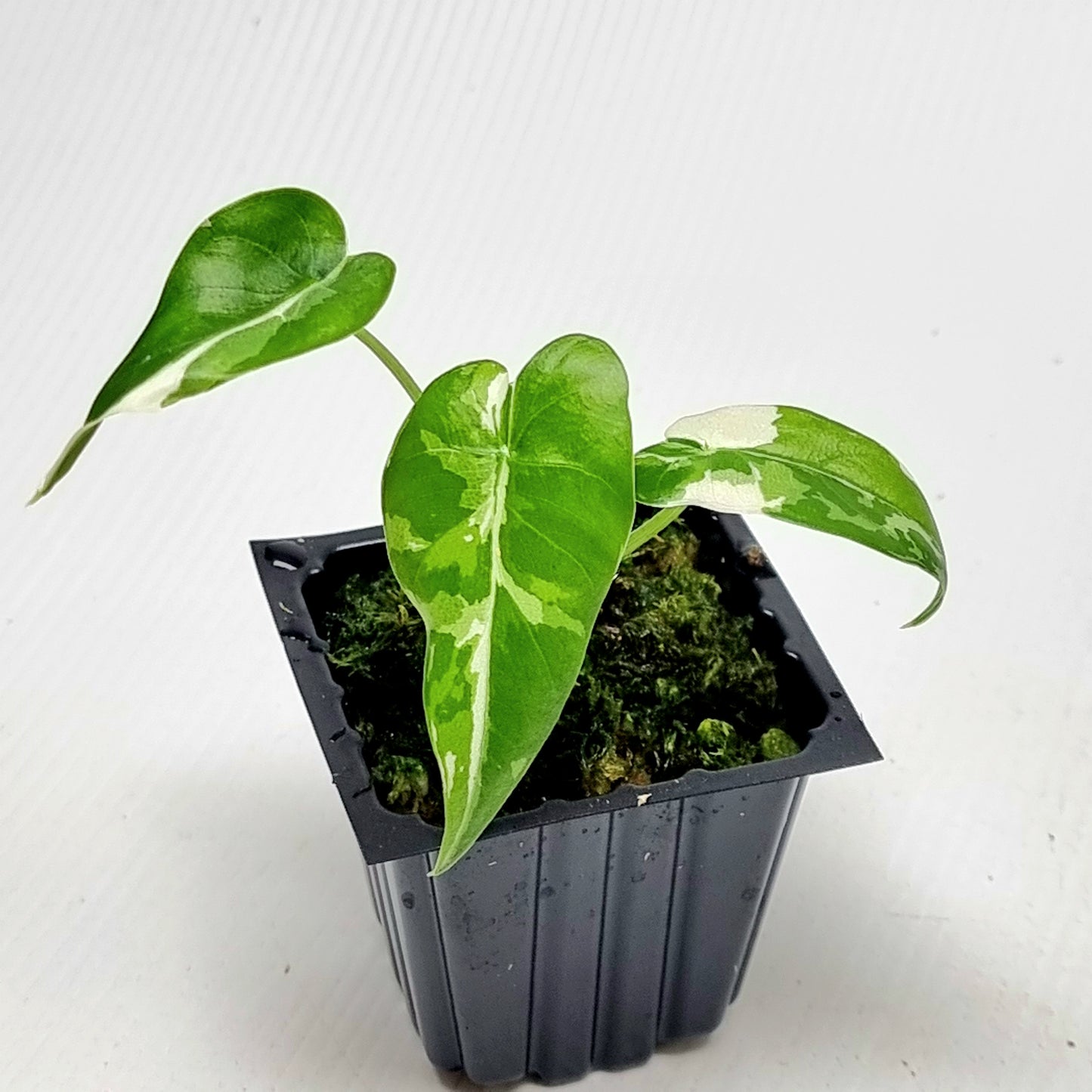 Alocasia Okinawa Silver