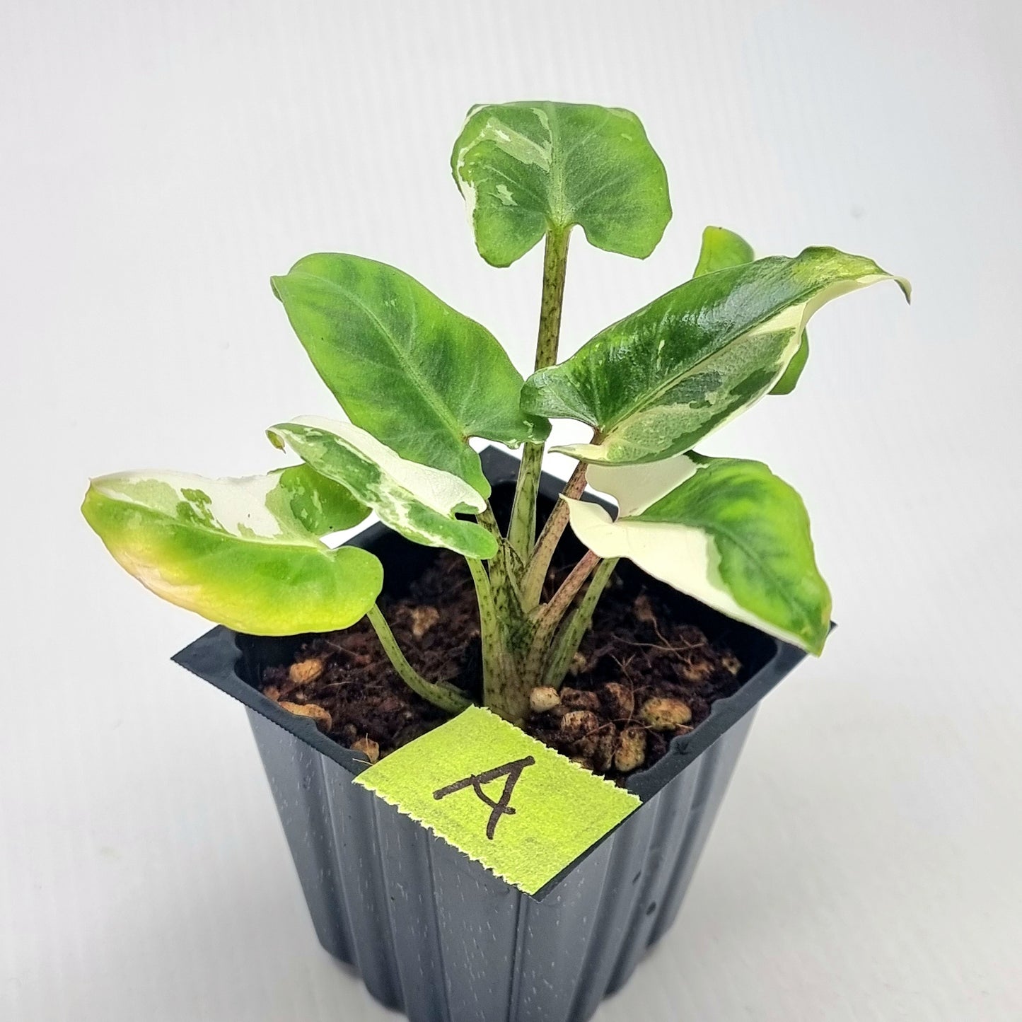 Alocasia Lauterbachiana Albo Variegated