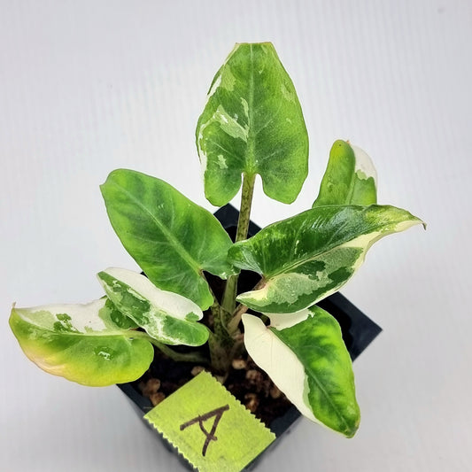 Alocasia Lauterbachiana Albo Variegated