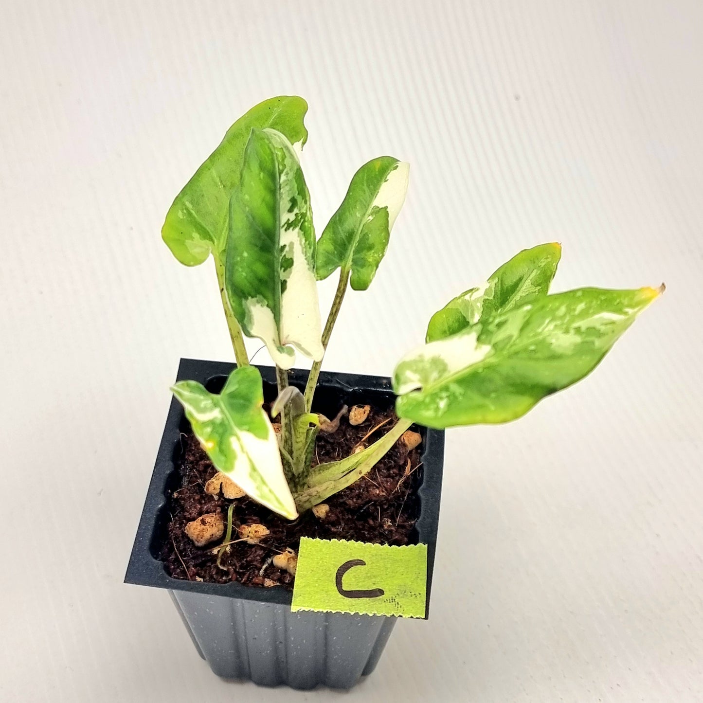 Alocasia Lauterbachiana Albo Variegated