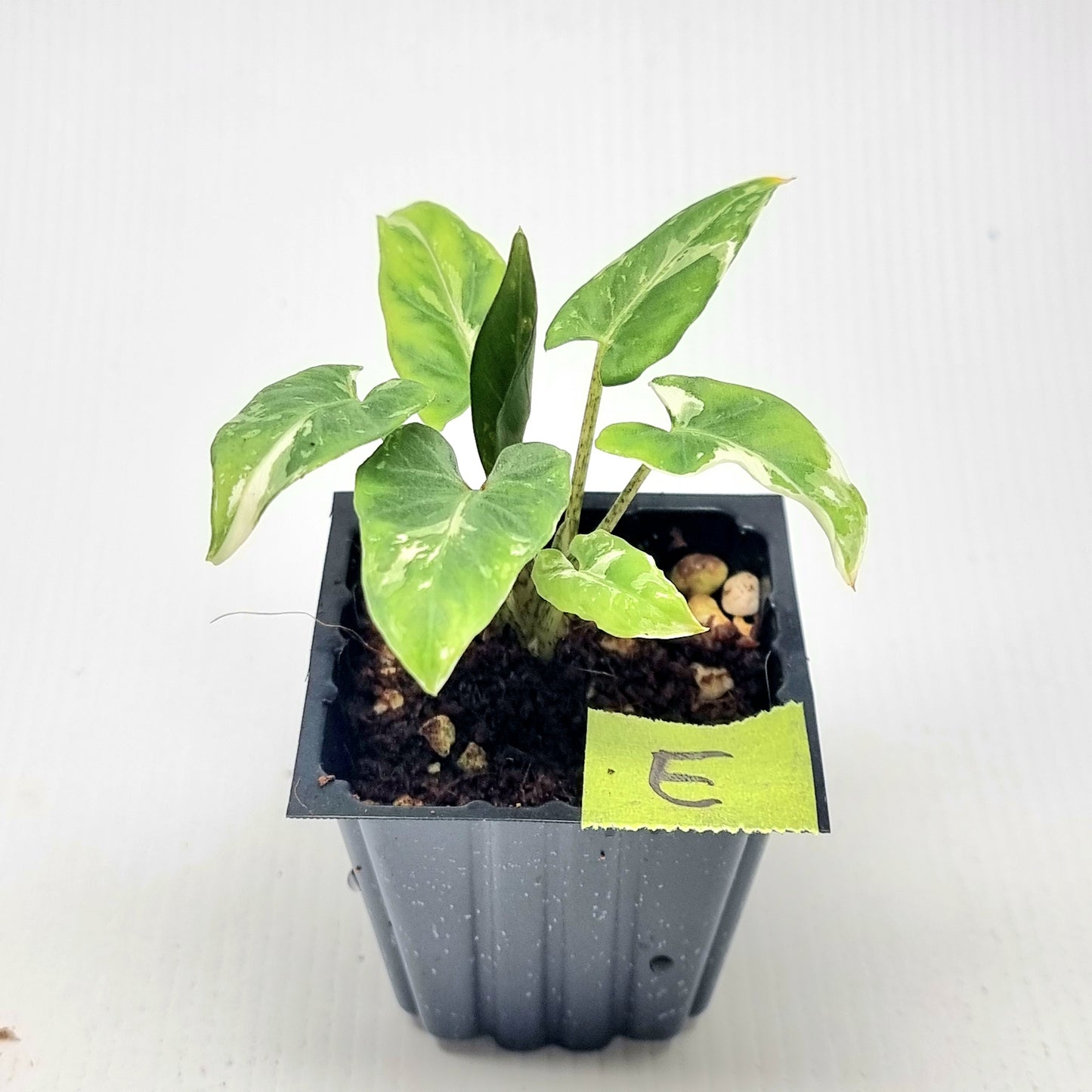 Alocasia Lauterbachiana Albo Variegated